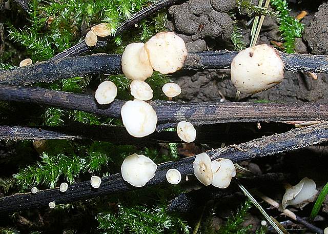 La Flora fungina negli aspetti microclimatici subtropicali